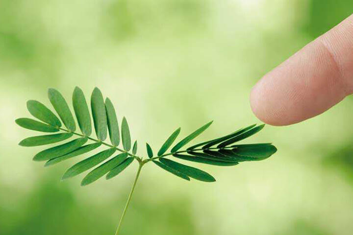 Mengenal Iritabilitas Tumbuhan, Hewan, dan Manusia Beserta Contoh