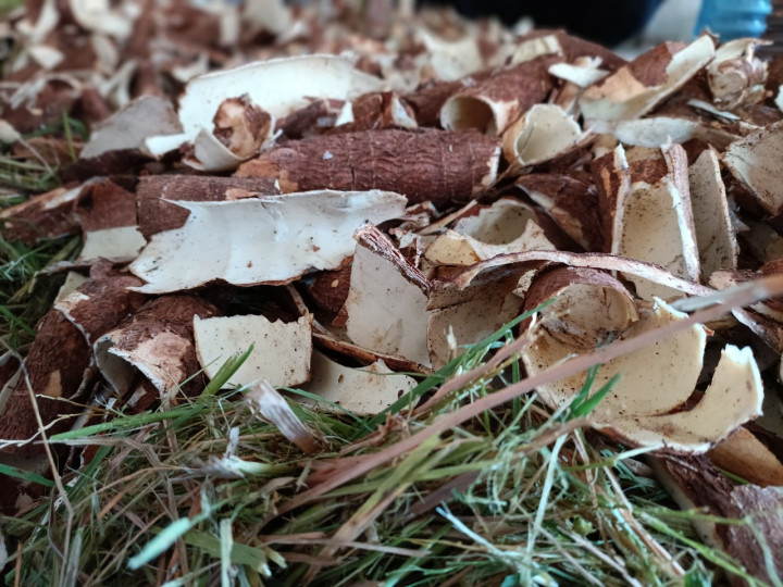 Peneliti Unej Ciptakan Pakan Ternak Alternatif dari Kulit Singkong dan Tape Afkir