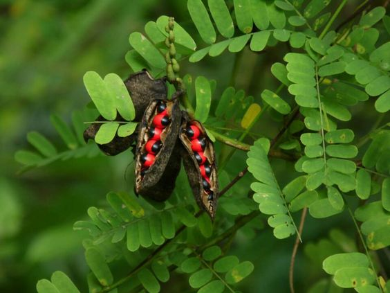 3 Manfaat Daun Saga untuk Kesehatan