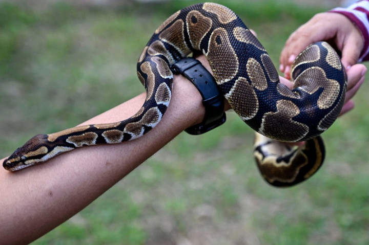 Mengerikan! Bocah Lima Tahun Digigit dan Diseret Ular Piton ke Kolam