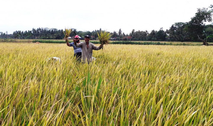 Capai Rp103 Triliun, Penyaluran KUR Pertanian Lampaui Target