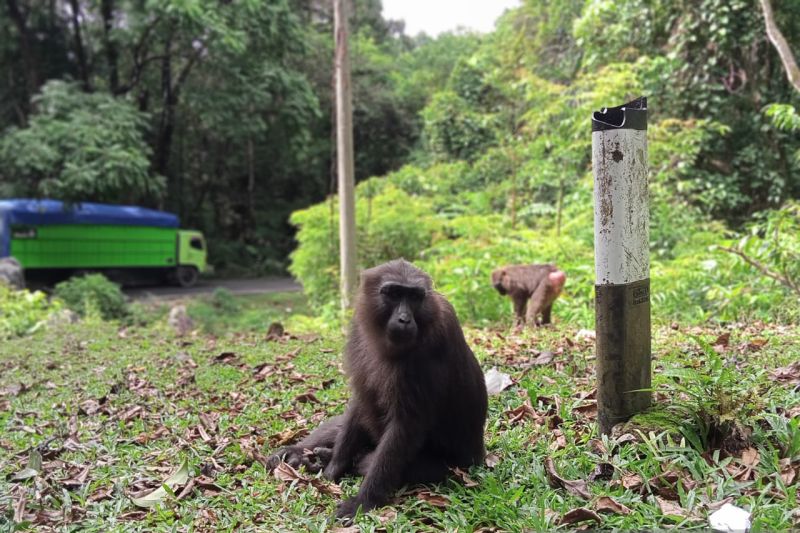 Flora-Fauna Endemik di Taman Nasional Babul Dipastikan Terlindungi