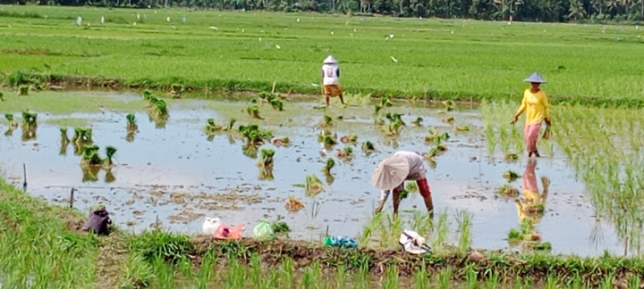 Mengulik Cara Komunitas Petani Muda Bangkitkan Pertanian
