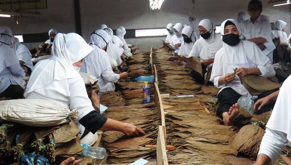 Aktivitas pemilihan tembakau di Pabrik BIN Cigar. (Foto: A. Firdaus/Medcom.id)