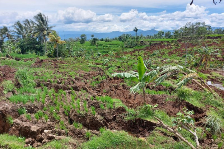 Ratusan Hektare Sawah di Cianjur Rusak Terdampak Gempa