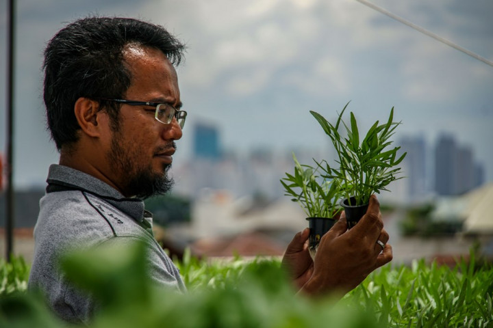 Raup <i>Cuan</i> 3 Kali Lipat dari Bisnis Sayuran Hidroponik