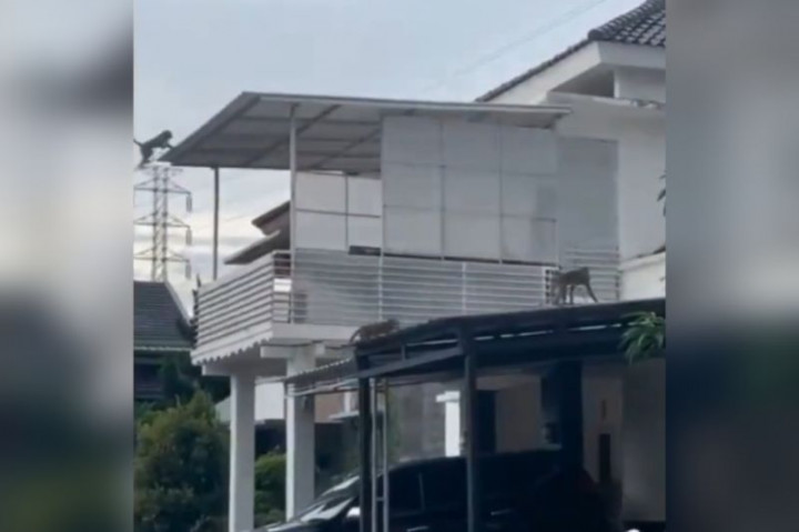 Diduga Sengaja Dilepas Pemiliknya, Kawanan Monyet Serang Warga Kota Bandung
