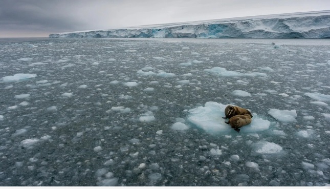 Virus Zombie Berusia Lebih dari 48.500 Tahun Kembali Bangkit, Kok Bisa?