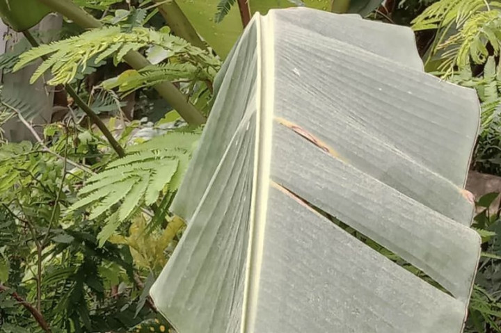 Wilayah Ampelgading Malang Diguyur Hujan Abu Vulkanis Semeru