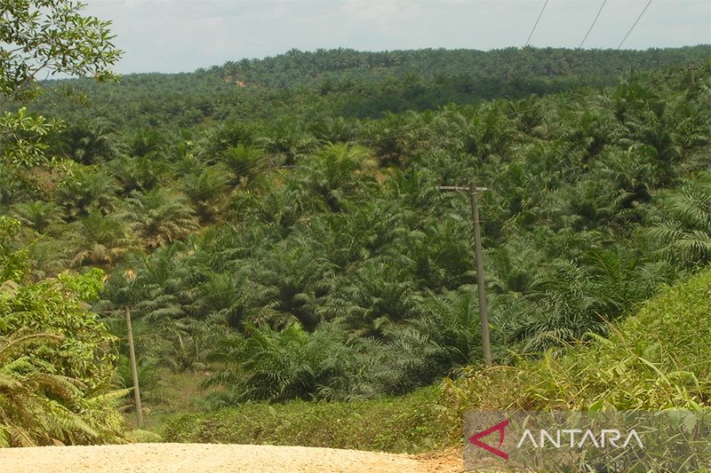 Pelaku Perusakan Hutan Produksi Karawang Diancam 20 Tahun Penjara