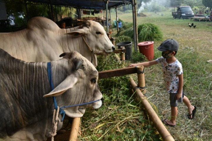 Vaksinasi Capai 78%, Kasus PMK di Sumbawa Terkendali