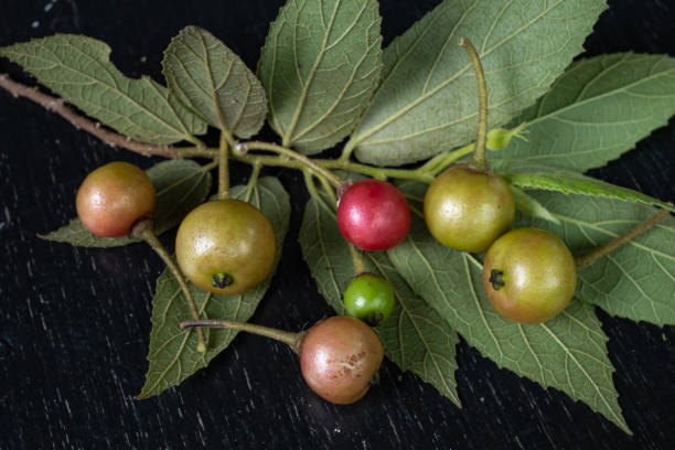 5 Manfaat Daun Kersen bagi Kesehatan, Salah Satunya Ampuh Obati Diabetes