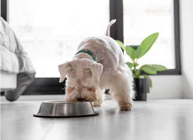 Beda Usia, Beda Pula Nutrisi yang Dibutuhkan, Ini Cara Memilih Makanan Anjing yang Tepat
