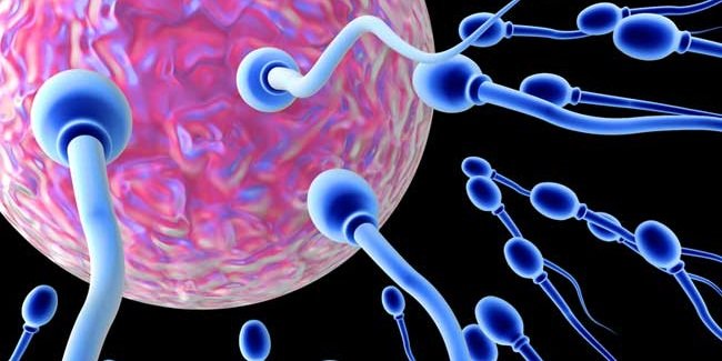 Proses Terjadinya Fertilisasi pada Manusia