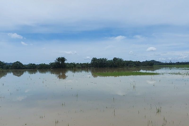 Nyesek, 100 Ribu Hektare Sawah di Kalsel Tidak Bisa Ditanam Akibat Banjir
