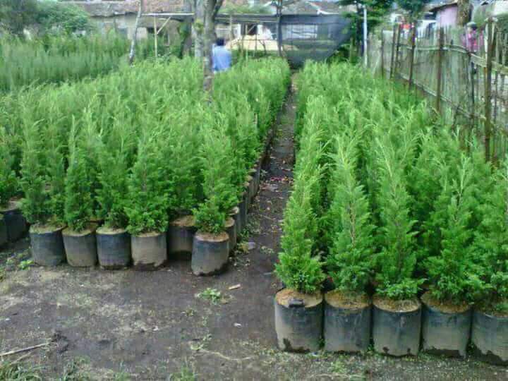 Jelang Natal, Petani Cemara di Pasuruan Kebanjiran Order