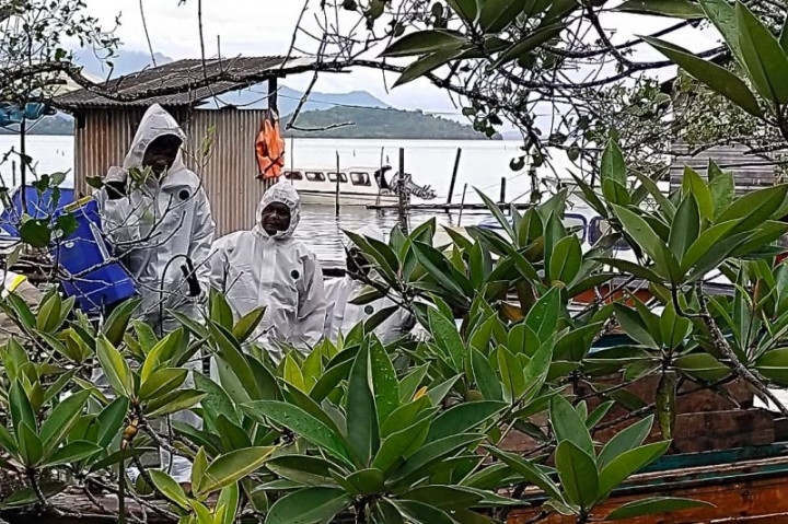 Teror Ulat Bulu Melanda Lingga Riau, Warga Mengeluh Gatal-Gatal