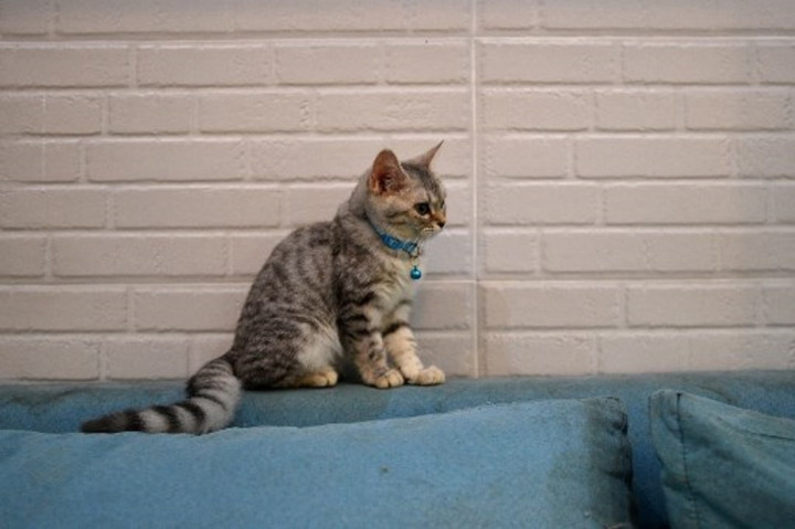 Singapura Selidiki Video Bocah Laki-Laki Lempar Kucing dari Lantai 22