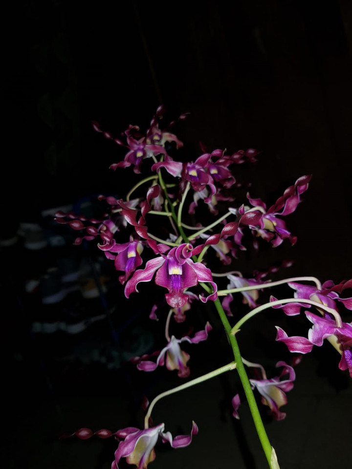 Ganjar Pranowo jadi Nama Anggrek Spesies Baru