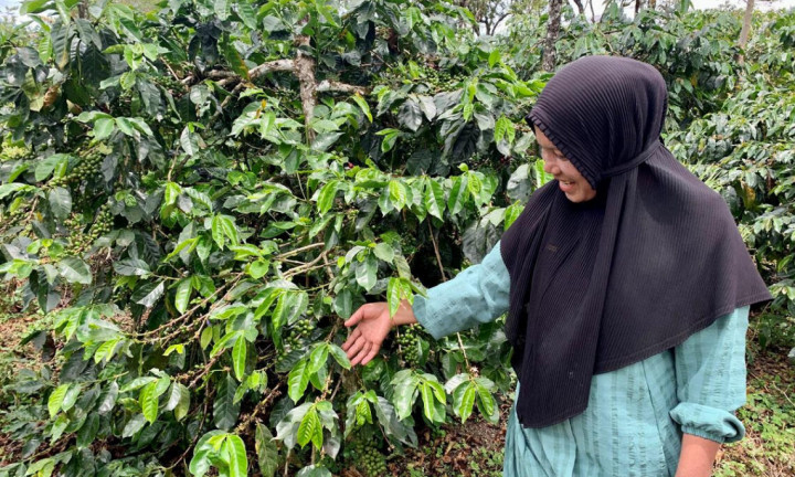 USAID Launches Initiative to Support Indonesian Coffee Farmers