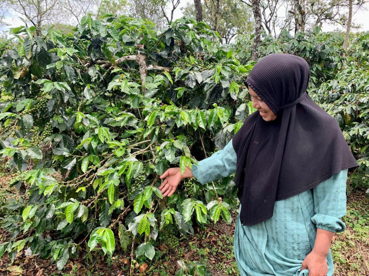 Amerika Serikat Luncurkan 'Resilient Coffee' untuk Dukung Petani Kopi Indonesia