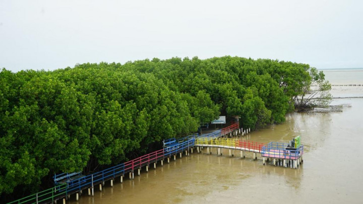 BNPB Sebut Mangrove Bantu Hadapi Ancaman Tsunami