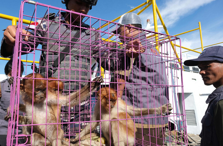 Penyelundupan Satwa Liar di Kapal Vietnam Digagalkan