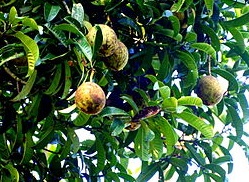 6 Manfaat Bacang yang Jarang Diketahui Orang