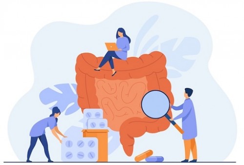 Intip Apa Saja Fungsi dan Struktur Usus Besar pada Manusia