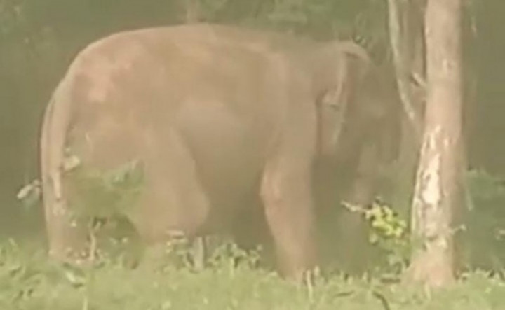 Kawanan Gajah Liar Rusak Perkebunan Warga di Lampung Timur