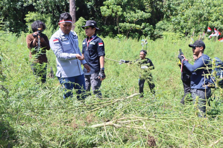 Polda Metro Jaya Temukan 11 Hektare Ladang Ganja di Sumut