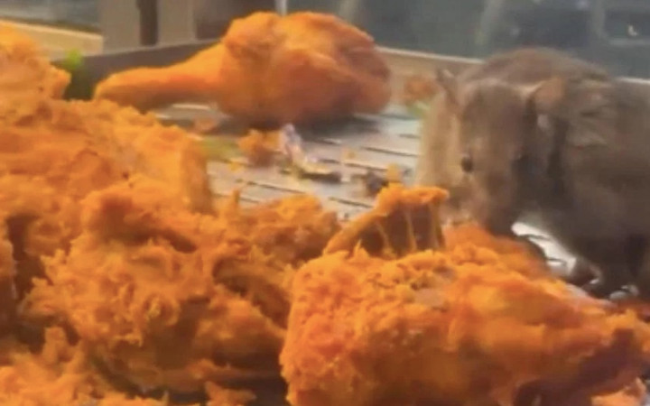 Restoran Ternama Tutup Setelah Viral Tikus Nikmati Hidangan Ayam Goreng