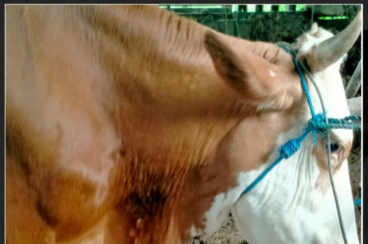 Peternak Sapi di Sleman DIY Diminta Waspadai Penyakit LSD