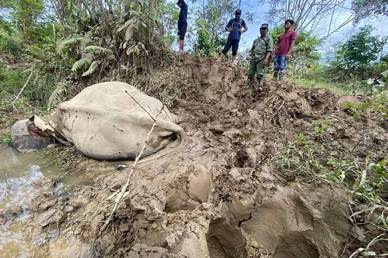 Gajah Jinak di Aceh Timur Tewas Diserang Kawanan Gajah Liar
