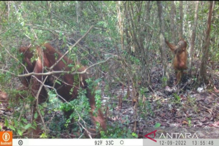 TWA Tanjung Keluang jadi Lokasi Baru Konservasi Orang Utan Kalteng