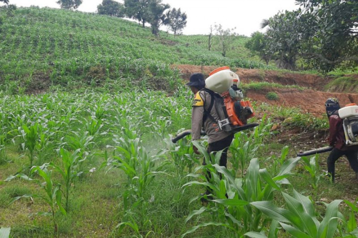 235 Hektare Lahan Pertanian di Lombok Tengah Rusak Terdampak Banjir