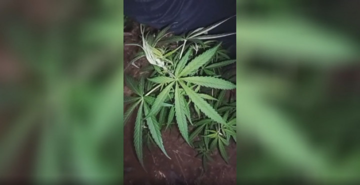 1 Hektare Ladang Ganja Ditemukan Tersembunyi di Ladang Kopi