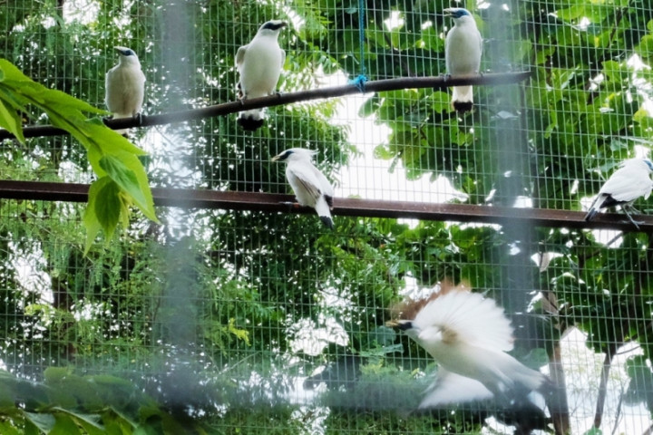 Pelestarian Curik Bali Bisa Menjadi Salah Satu Potensi Pariwisata Unik di Bali Barat