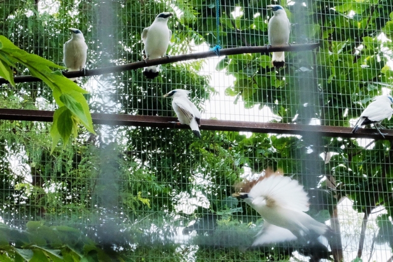 Populasi Curik Bali dulu sempat merosot tajam bahkan hampir punah karena hanya tersisa 6 ekor di alam bebas.