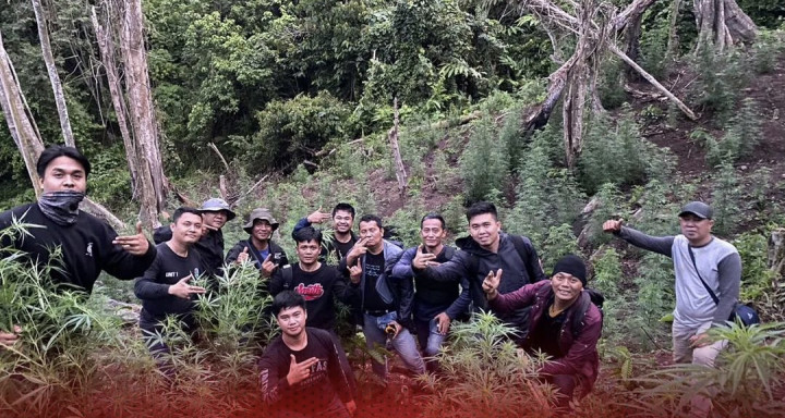 Lagi! 1 Hektare Ladang Ganja Ditanam di Tengah Kebun Kopi