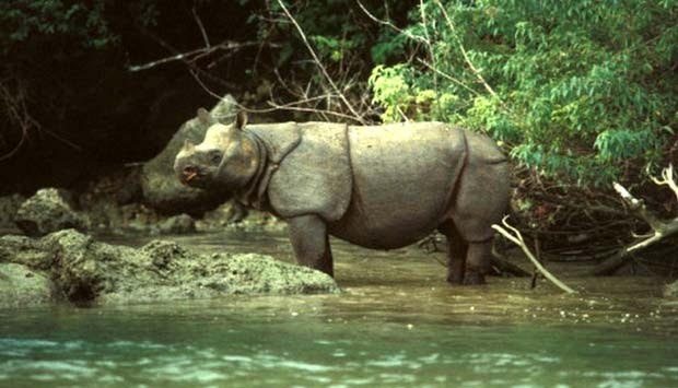 5 Taman Nasional di Indonesia, Lengkap dengan Sejarah dan Fungsi