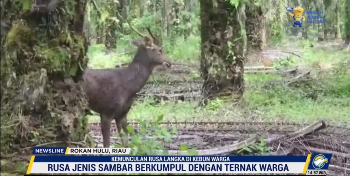 Rusa Langka Muncul di Kebun Warga