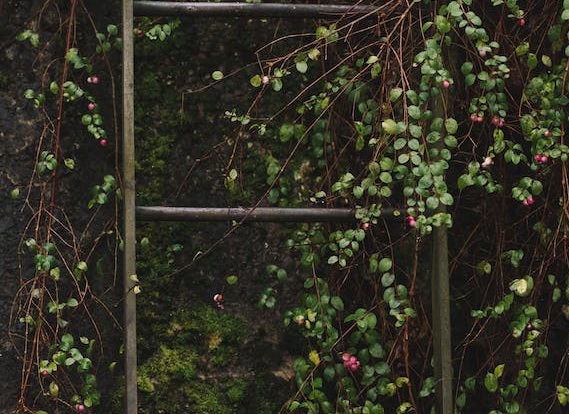 5 Tips Membuat Taman Vertikal Sederhana Minimalis untuk Pemula