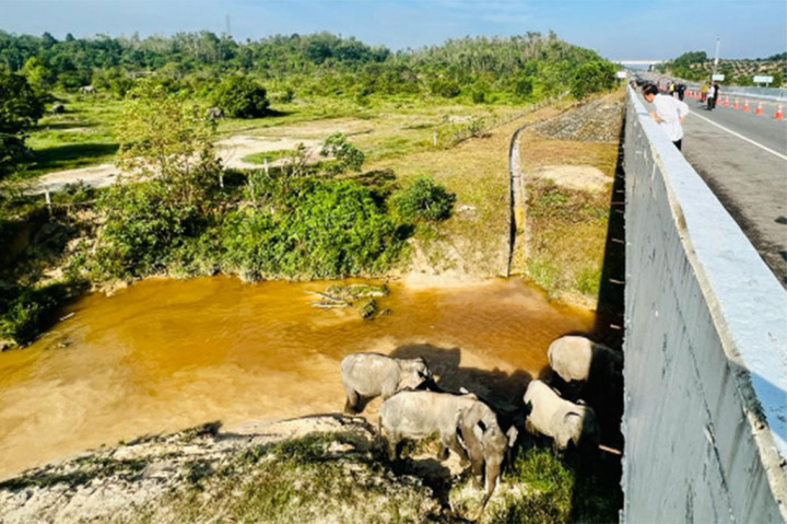 Saat Presiden Tinjau Perlintasan Gajah di KM 12 Tol Pekanbaru-Dumai