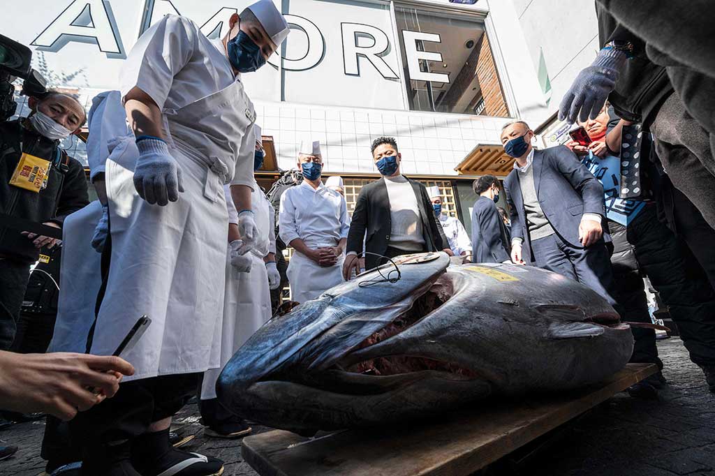 Wow! Tuna Sirip Biru Ini Laku Terjual dalam Lelang Rp4,2 Miliar