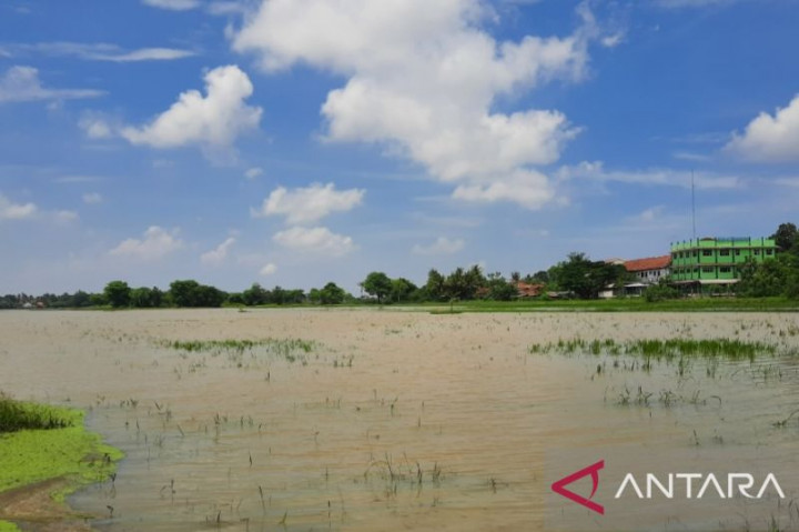 Puluhan Hektare Sawah di Tangerang Terendam Banjir