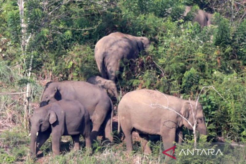 Kawanan Gajah Liar di Aceh Timur Mengamuk, Perkebunan Warga Hancur