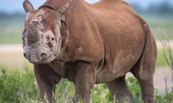 5 Hewan yang Sudah Punah, Ada yang Dari Indonesia