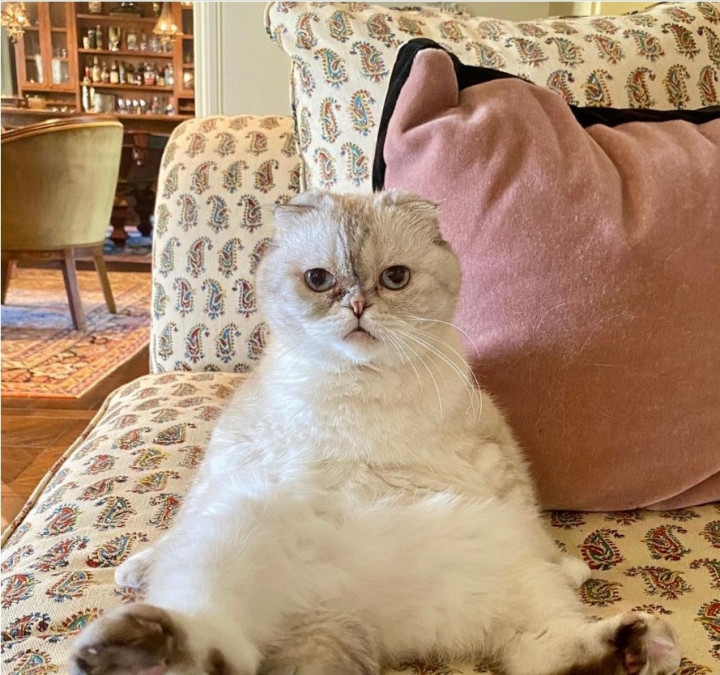 Punya Kekayaan Rp1,5 Triliun, Kucing Taylor Swift Jadi Peliharaan Terkaya Ketiga di Dunia