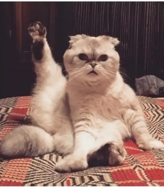 5 Fakta Olivia Benson, Kucing Taylor Swift yang Memiliki Kekayaan Rp1,5 Triliun